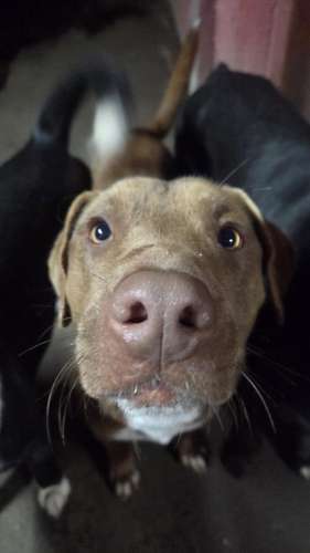 Tobi busca familia 