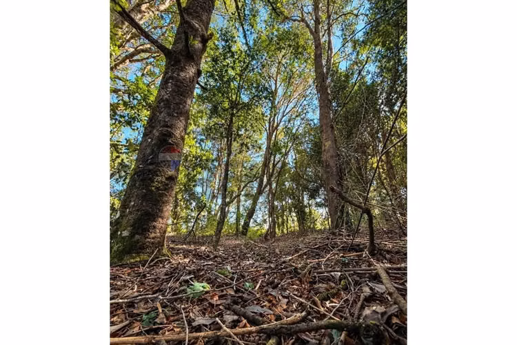 Calidad de vida en puerto varas 5000 m2 - Imagen 5