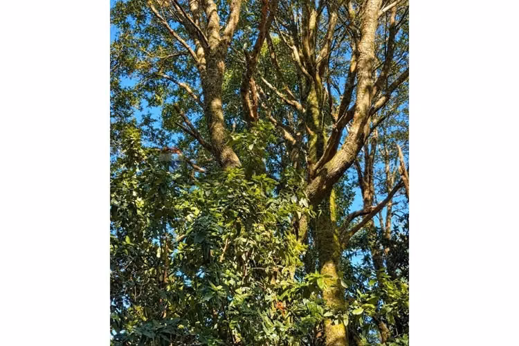 Calidad de vida en puerto varas 5000 m2 - Imagen 6