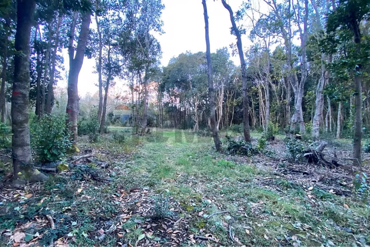 Venta parcela 5.000 m² con acceso a río, pucón - Imagen 3