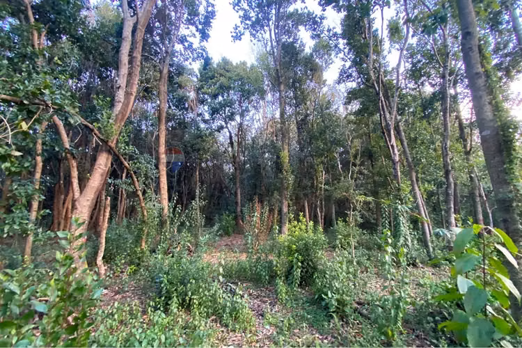 Venta parcela 5.000 m² con acceso a río, pucón - Imagen 7