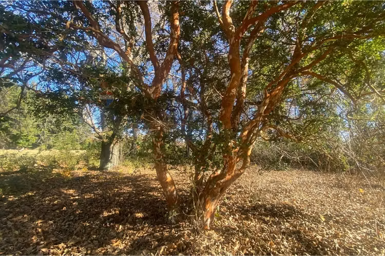 Venta de terreno 2,15 ha candelaria pucón - Imagen 22
