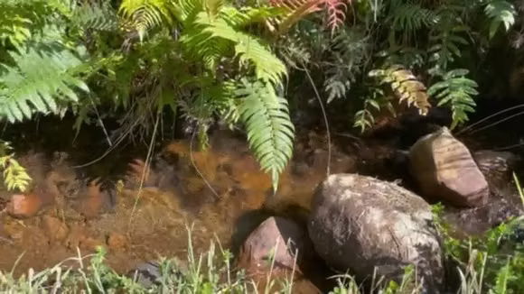 Parcelas en Panguipulli con Luz Agua Bosque - Imagen 8