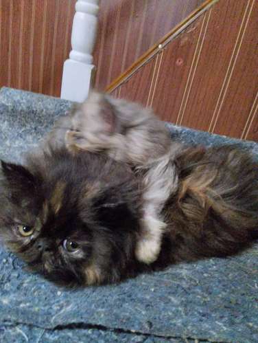 Gatos Persa