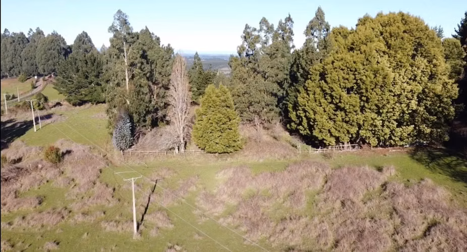 CAMPO DE 4 HECTÁREAS CON EUCALIPTOS  EN LA UNIÓN - Imagen 10
