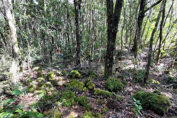 Venta de parcela con acceso al río trancura - Imagen 14