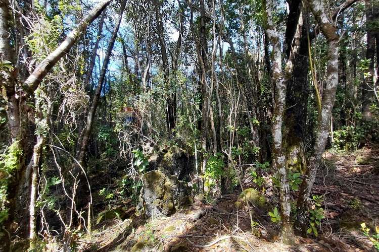 Venta de parcela con acceso al río trancura - Imagen 17