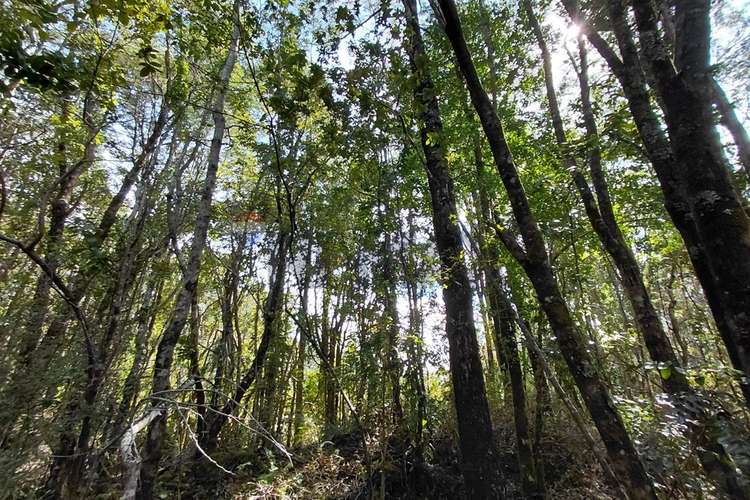 Venta de parcela con acceso al río trancura - Imagen 12