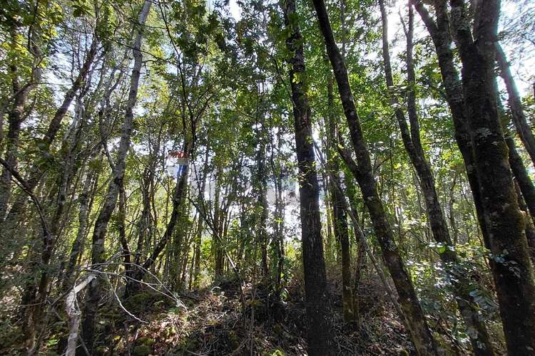 Venta de parcela con acceso al río trancura - Imagen 13