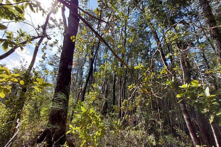 Venta de parcela con acceso al río trancura - Imagen 16
