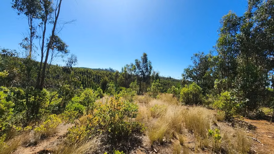 Parcela 8.700 m², camino a Cabrero - Imagen 2