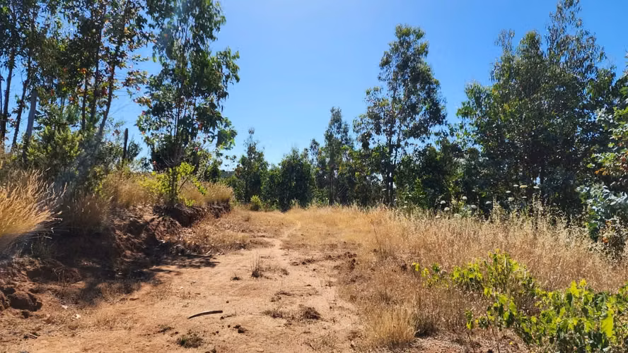 Parcela 8.700 m², camino a Cabrero - Imagen 9