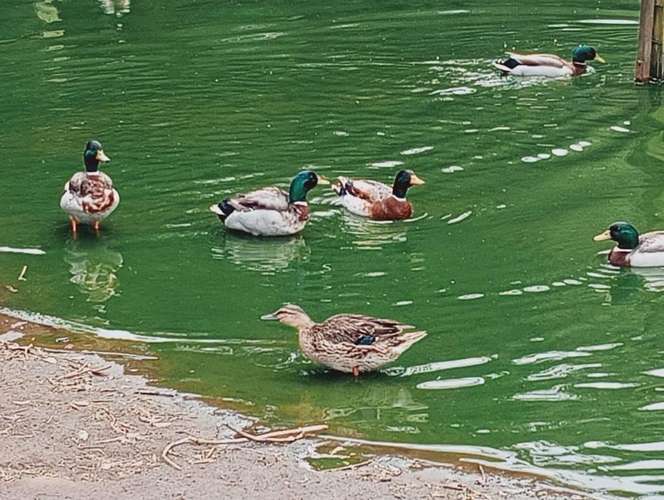 Patos Mallard Adultos Jóvenes  Machos y Hembras