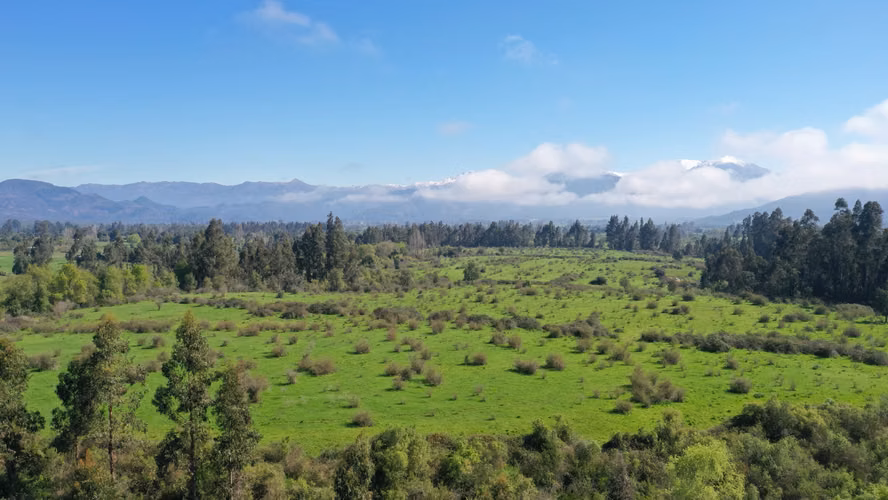 CAMPO 77HA BUEN PRECIO Y CONDICIONES IDEAL AVELLANO EUROPEO