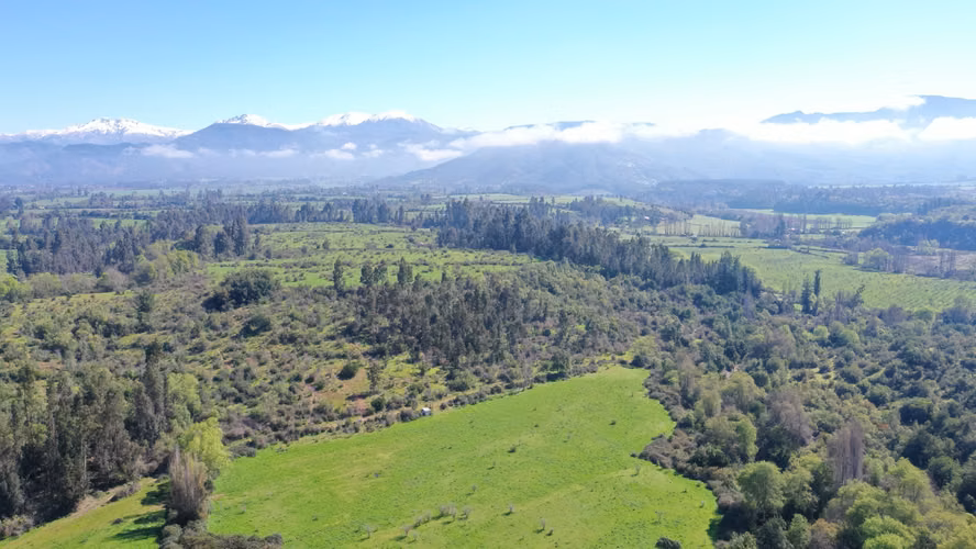 CAMPO 77HA BUEN PRECIO Y CONDICIONES IDEAL AVELLANO EUROPEO