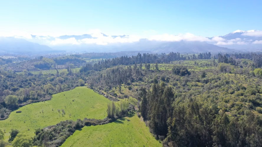 CAMPO 77HA BUEN PRECIO Y CONDICIONES IDEAL AVELLANO EUROPEO