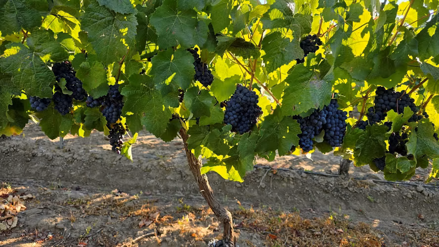 VIÑEDO EN VENTA, PROPIEDAD AGRÍCOLA EN PENCAHUE, 100 HA