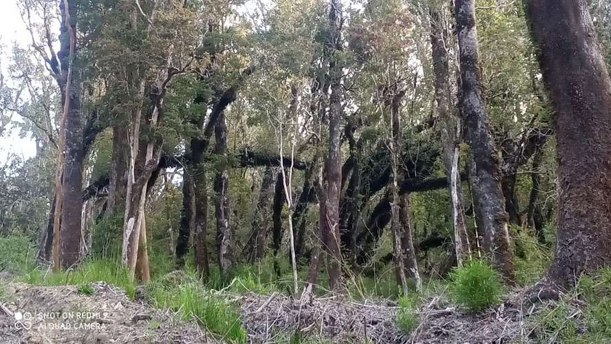 VENTA  TERRENO TURISTICO 60 HECTAREAS SECTOR RIO CHEPU ANCUD
