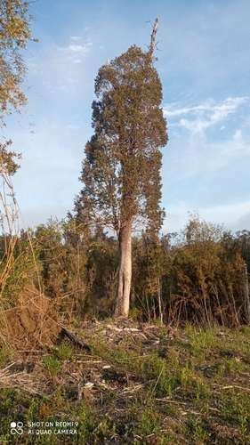 VENTA  TERRENO TURISTICO 60 HECTAREAS SECTOR RIO CHEPU ANCUD