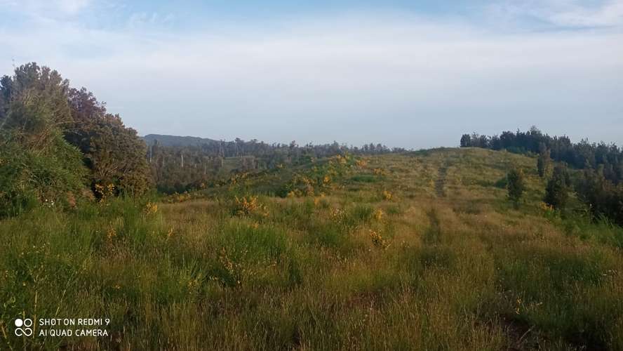 VENTA  TERRENO TURISTICO 60 HECTAREAS SECTOR RIO CHEPU ANCUD