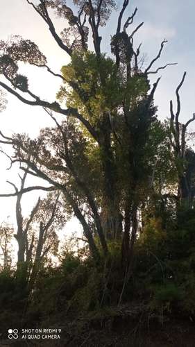 VENTA  TERRENO TURISTICO 60 HECTAREAS SECTOR RIO CHEPU ANCUD