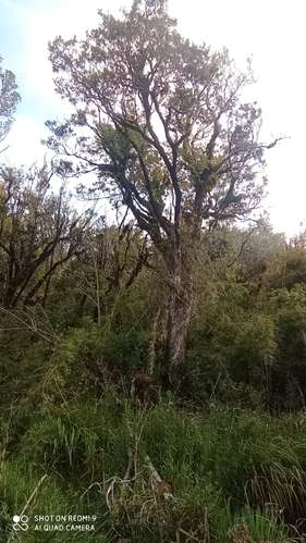 VENTA  TERRENO TURISTICO 60 HECTAREAS SECTOR RIO CHEPU ANCUD