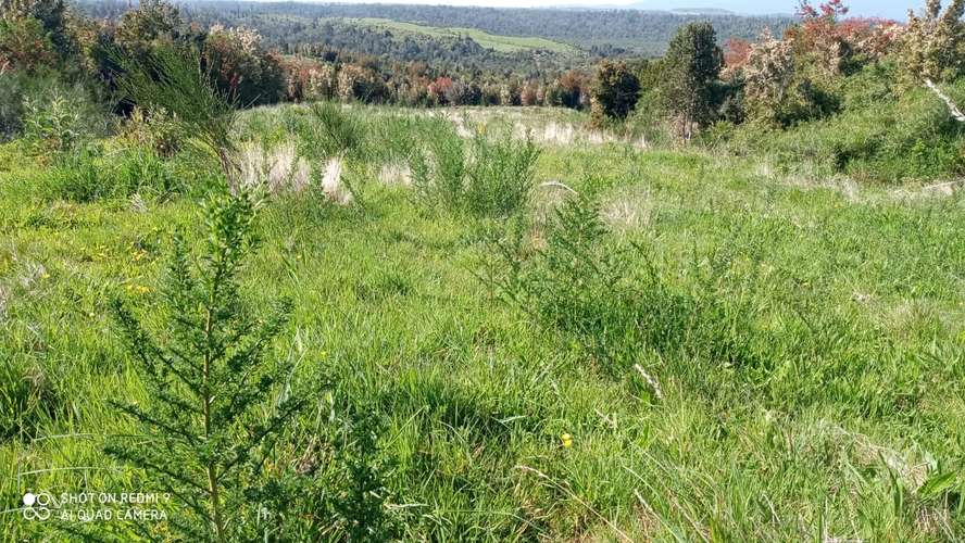 VENTA  TERRENO TURISTICO 60 HECTAREAS SECTOR RIO CHEPU ANCUD