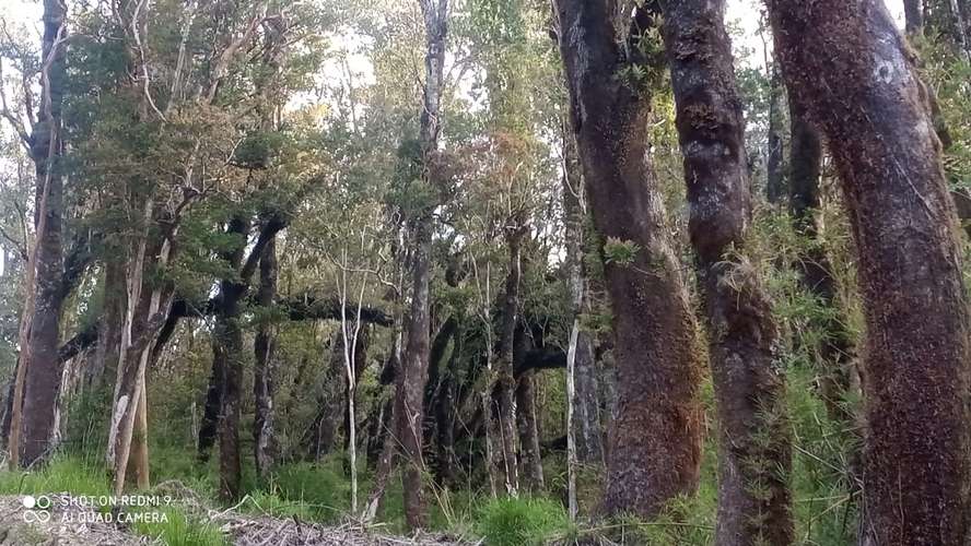 VENTA  TERRENO TURISTICO 60 HECTAREAS SECTOR RIO CHEPU ANCUD