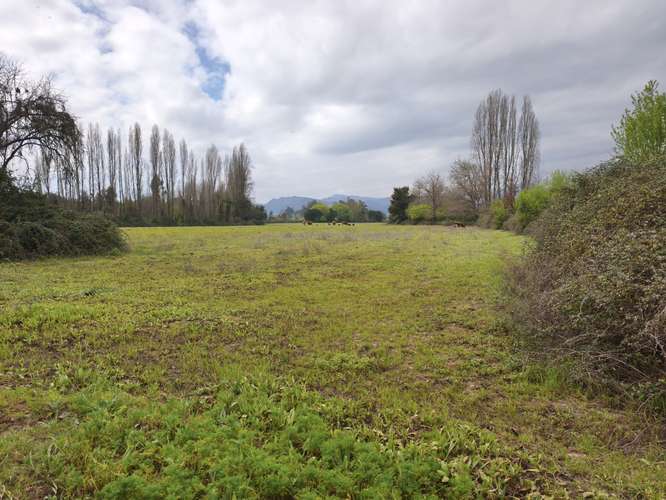 PROPIEDAD AGRÍCOLA EN VENTA EN COLBÚN - 24,3 HA