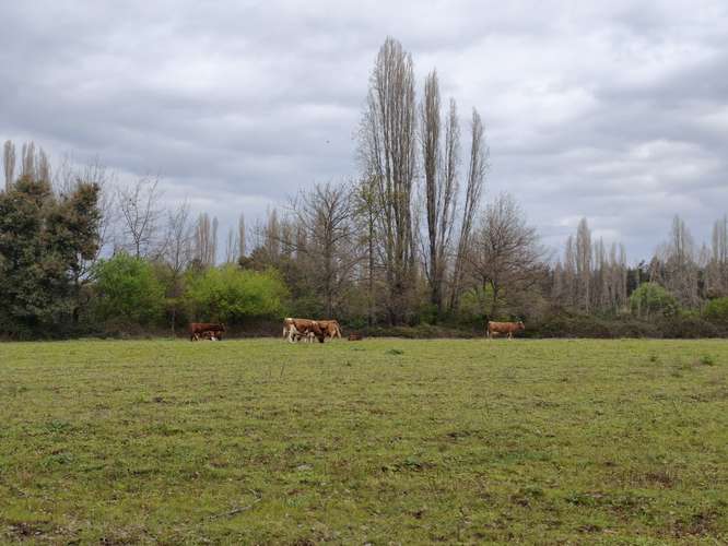 PROPIEDAD AGRÍCOLA EN VENTA EN COLBÚN - 24,3 HA