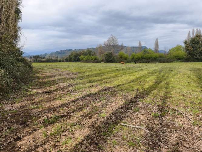 PROPIEDAD AGRÍCOLA EN VENTA EN COLBÚN - 24,3 HA