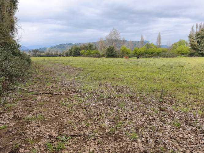 PROPIEDAD AGRÍCOLA EN VENTA EN COLBÚN - 24,3 HA