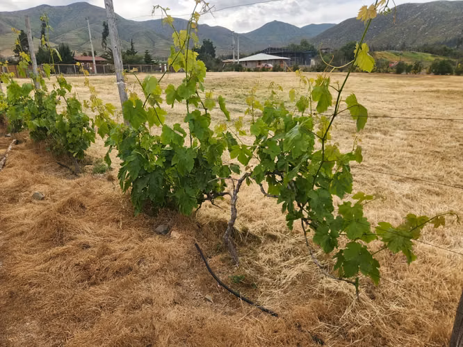 Venta parcela San Pedro Nolasco Altovalsol - Imagen 3