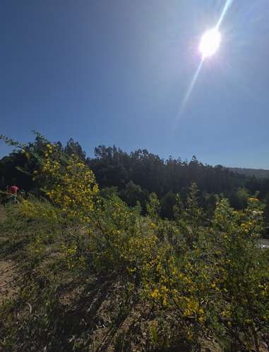 Terrenos, Sitios, Concepción, Fundo Las Tranqueras - Imagen 4