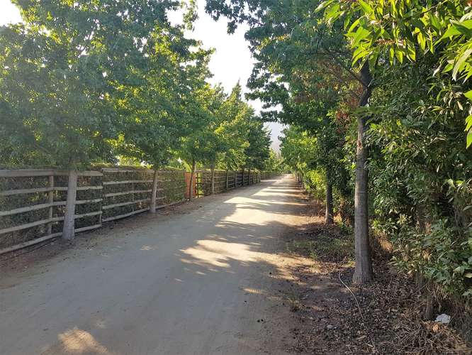 En venta terreno en La Cruz – 35.000 m2., plantado con paltos Hass.  23.500 UF