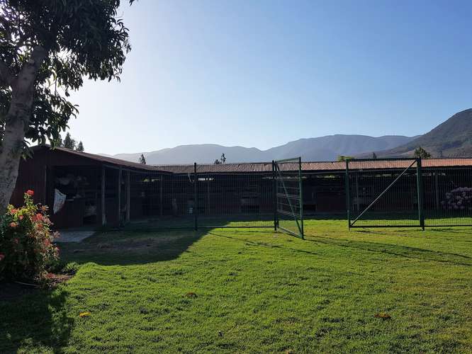 En venta terreno en La Cruz – 35.000 m2., plantado con paltos Hass.  23.500 UF