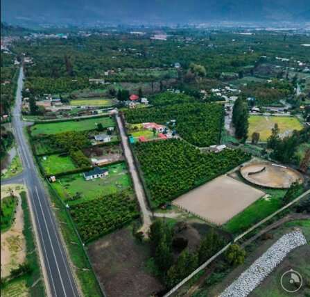 En venta terreno en La Cruz – 35.000 m2., plantado con paltos Hass.  23.500 UF