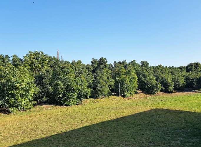 En venta terreno en La Cruz – 35.000 m2., plantado con paltos Hass.  23.500 UF
