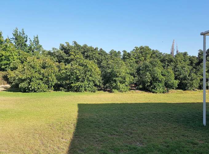 En venta terreno en La Cruz – 35.000 m2., plantado con paltos Hass.  23.500 UF