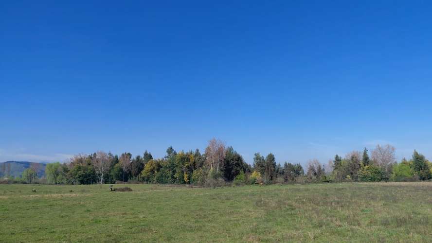 CAMPO AGRÍCOLA EN VENTA, TERRENO DE 20 HA PELARCO