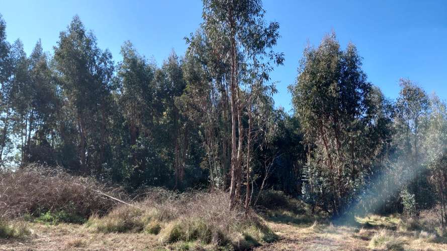 CAMPO AGRÍCOLA EN VENTA, TERRENO DE 20 HA PELARCO