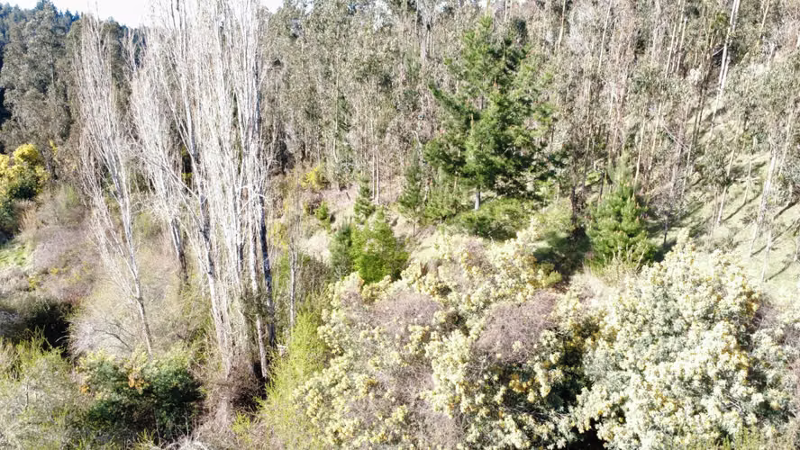 HERMOSA  PARCELA ,SECTOR RAHUE DE 20,12 HECTAREAS COMUNA DE GALVARINO , REGION DE LA ARAUCANIA