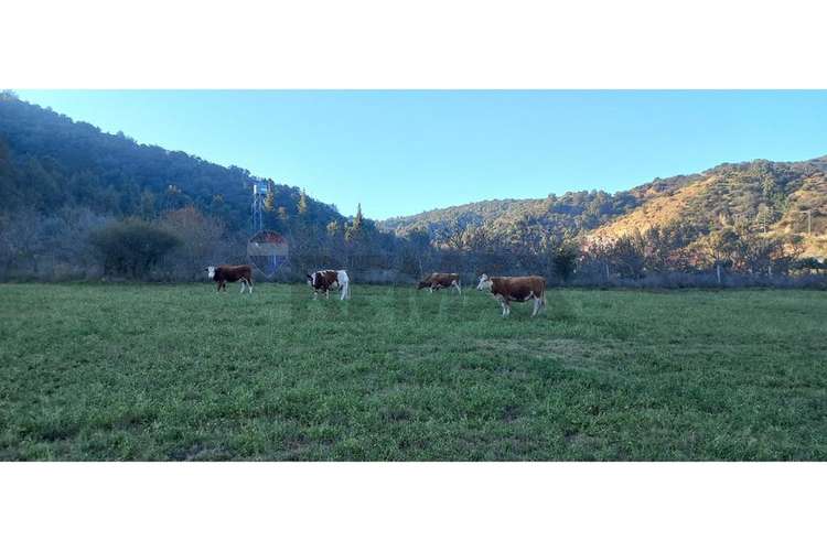 Predio en venta, las cabras (vi region) 92 hás
