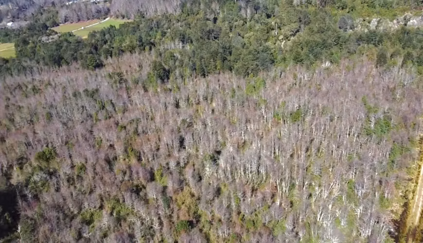 OPORTUNIDAD TERRENOS INDÍGENAS A 15 MILLONES LA HECTÁREA