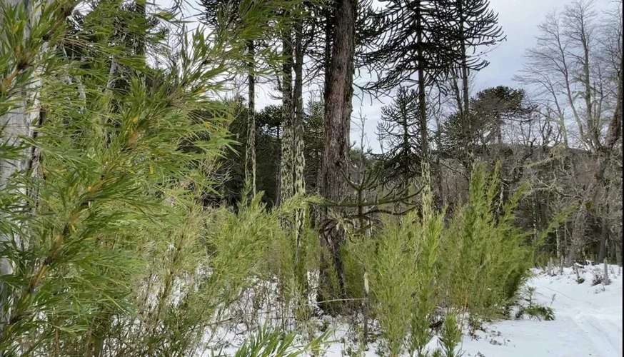 Bosque Milenario, 7.740 m² En Curacautín (183299)