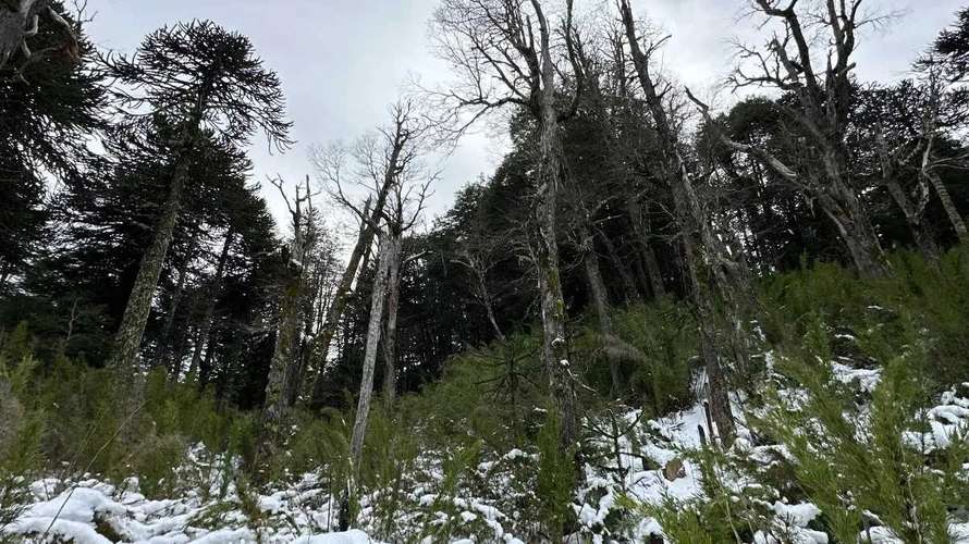 Bosque Milenario, 7.740 m² En Curacautín (183299)
