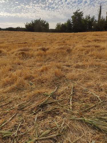 Terreno de 2,5 hectárea en Parral - Imagen 3