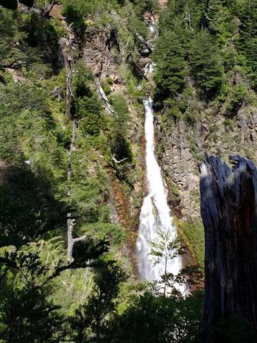 CAMPOS EN LA ARAUCANÍA CON ARAUCARIAS ANCESTRALES