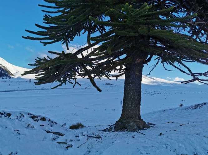 CAMPOS EN LA ARAUCANÍA CON ARAUCARIAS ANCESTRALES