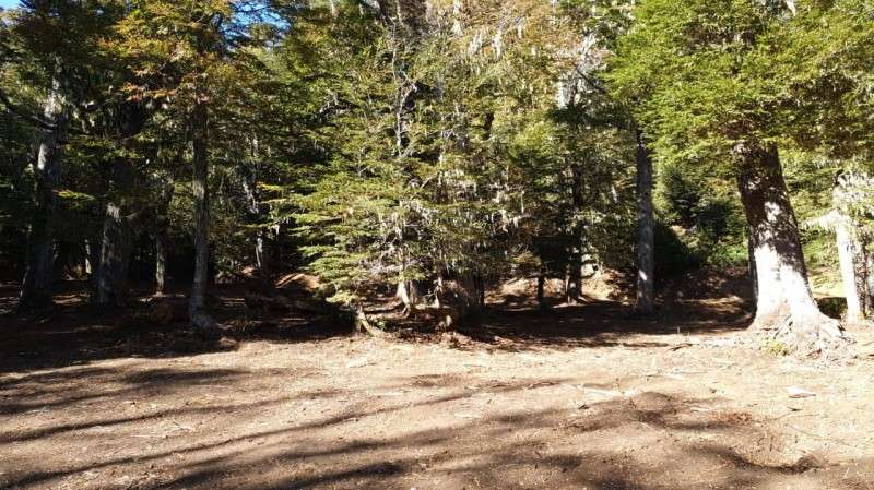 CAMPOS EN LA ARAUCANÍA CON ARAUCARIAS ANCESTRALES